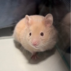 ゴールデンハムスターの里親募集