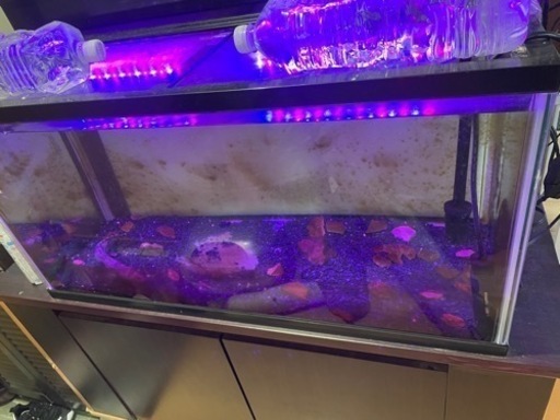 エンドリーケリー　生体　水槽セット