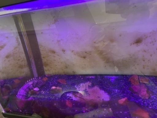 エンドリーケリー　生体　水槽セット