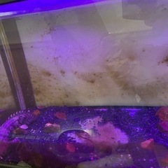 エンドリーケリー 生体 水槽セット