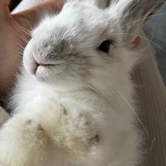 長毛　子うさぎ