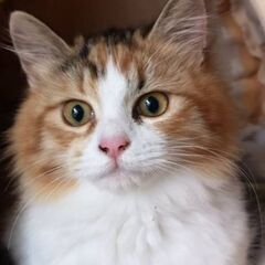 3月19日(日)　三鷹で猫の譲渡会☀️☀️ミケ半長毛　女のコ生後...