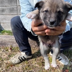 トライアル決定　子犬里親募集　タイムちゃん　メス2ヶ月　アカウン...