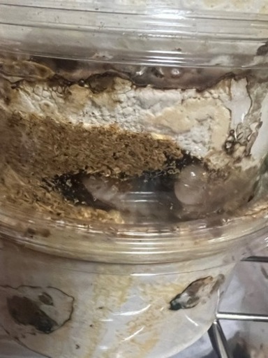 タランドゥス幼虫　5匹