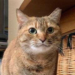 奄美から来ました✨物静かで猫大好きなつくしちゃん