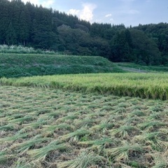 稲藁　完全無農薬無科学肥料　稲藁10束！の画像