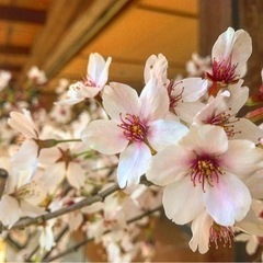 🌸お花見交流会🌸（縁日会）（╹◡╹）💕