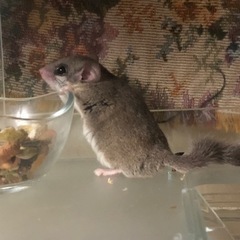 小動物たちのためにケージお譲りください！ − 大阪府