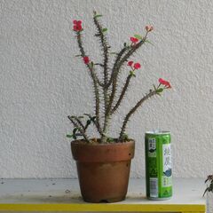 ハナキリンーa