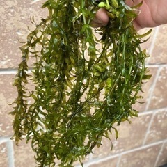 水草アナカリス200円
