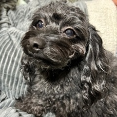 チワプー