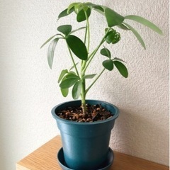 観葉植物　シェフレラ（カポック）③　27cm　ブルーカラーの3....