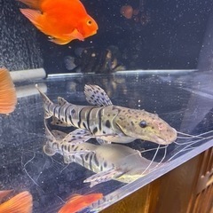 タイガーシャベルノーズキャット 25cm