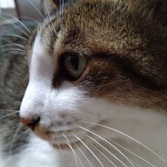 オス猫です。
