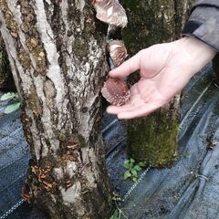フォーチュン村のフォーチュン農園で無農薬栽培した原木しいたけ　3...