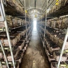 【廃菌床】無料で譲ります。
の画像