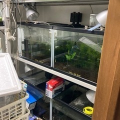 受付終了　60ワイド水槽8本　500キロ耐久台2台の画像