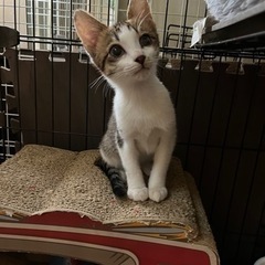多頭飼育崩壊からレスキュー子猫の詩ちゃん🎶