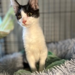 多頭飼育崩壊からレスキュー子猫の律くん🎶