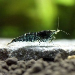 ミナミヌマエビ2〜4cm