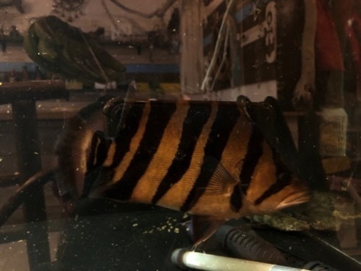 【お取引中】【黒化なし】ダトニオプラスワン