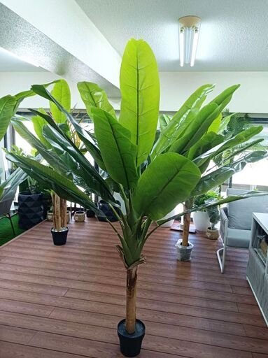 ⑪【処分価格】新品 バナナツリー1本 人工観葉植物 フェイクグリーン