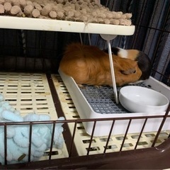 可愛いモルモットに優しいご主人を探します