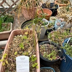 【一旦受付終了】プランターや植木鉢など