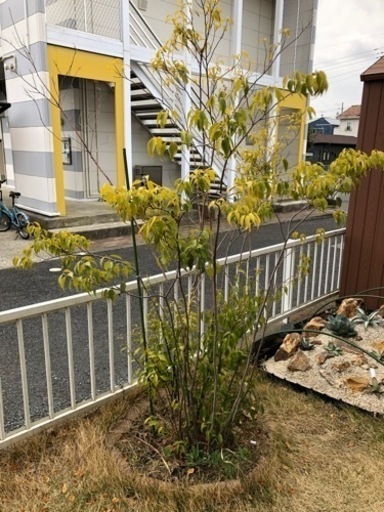 ハイノキ