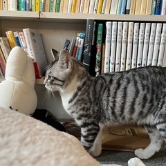 【里親募集】