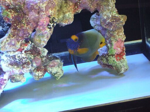 引き取り限定！ブルーフェイス１３～15ｃｍ