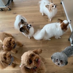 🐶ワンコミーティング、いかがですか😊 - 友達