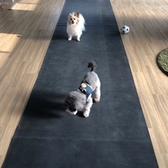 🐶ワンコミーティング、いかがですか😊 - メンバー募集