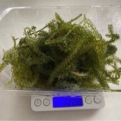 海ぶどう