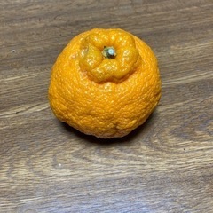 imabari発　農家直送　不知火　5㌔