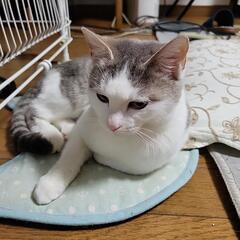 【譲渡完了】生後8カ月の人懐っこい元気な女の子です