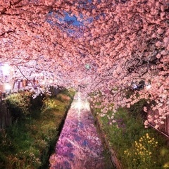 カメラ友達（桜撮影）