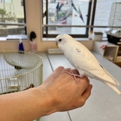 飼い主さん探してます - 沖縄市