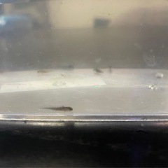 ウーパールーパー稚魚の画像