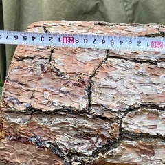 松&イヌマキ   薪やキャンプに使えますの画像