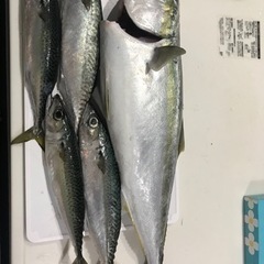 釣りメンバー募集です