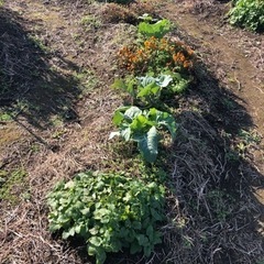 無肥料で創る家庭菜園指導員募集中 - 友達