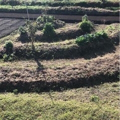無肥料で創る家庭菜園指導員募集中 - メンバー募集