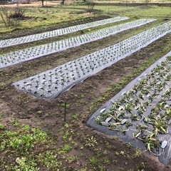 無肥料で創る家庭菜園指導員募集中