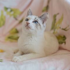３月19日(日)　三鷹で猫の譲渡会☀️☀️ブルーアイ　白キジの男...