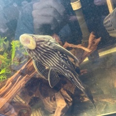 美【ロイヤルプレコ_16cm】譲ります！の画像