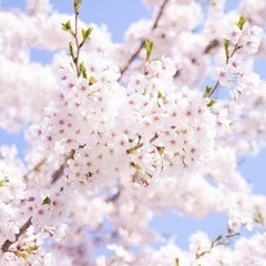🌸お花見🌸メンバー大募集中🌸