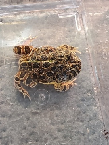 ベルジェットガエル（ベルツノガエルと、バジェットガエルのハイブリッド）