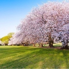 3/19 砧公園でお花見しましょー！！！！✨