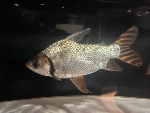 カラープロキダス